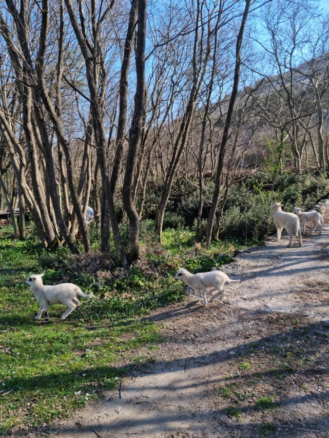 Wolf & Sheep Nature & Adventure Подгорица Экстерьер фото